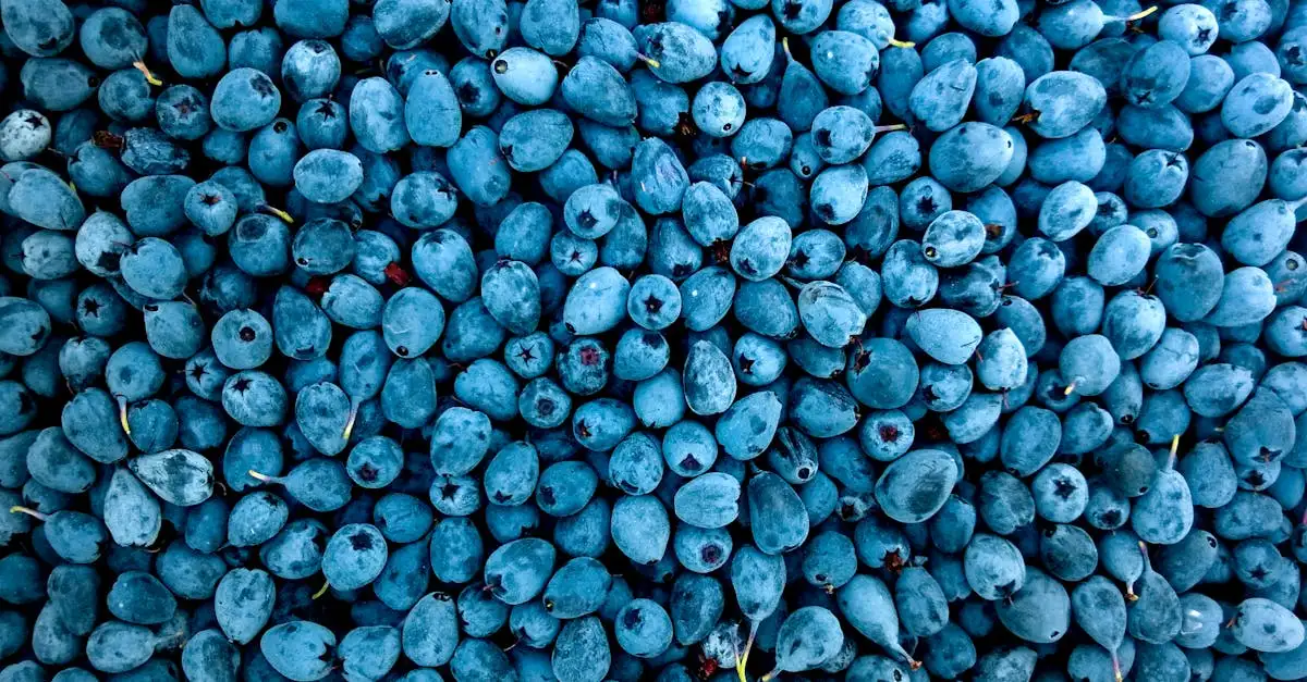 Vega en vegan: Ontdek de lekkerste plantaardige opties